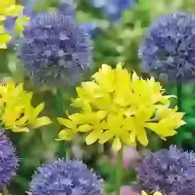 Two-Tone Mix